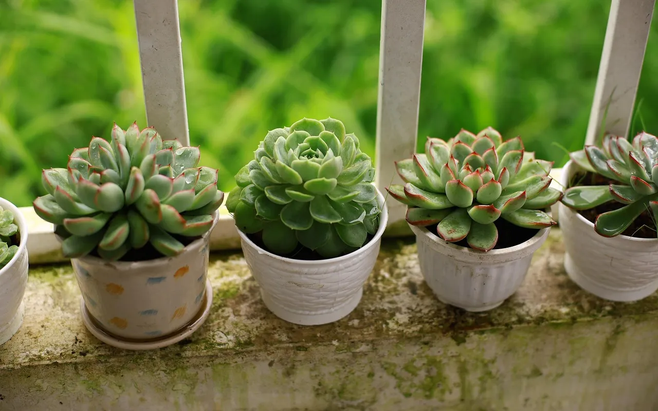 Aménager un petit balcon tropical sans sacrifier l'espace ni le style