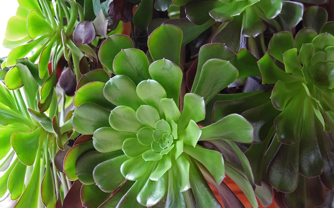 Aménager un petit balcon tropical sans sacrifier l'espace ni le style