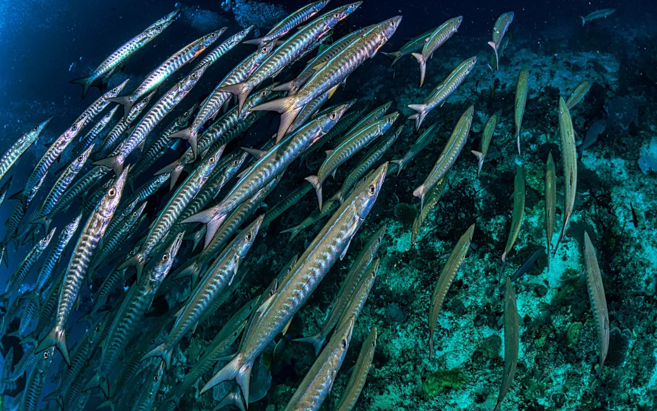 Attaques de barracuda en Guadeloupe, la plage du bourg de Sainte-Anne sous surveillance