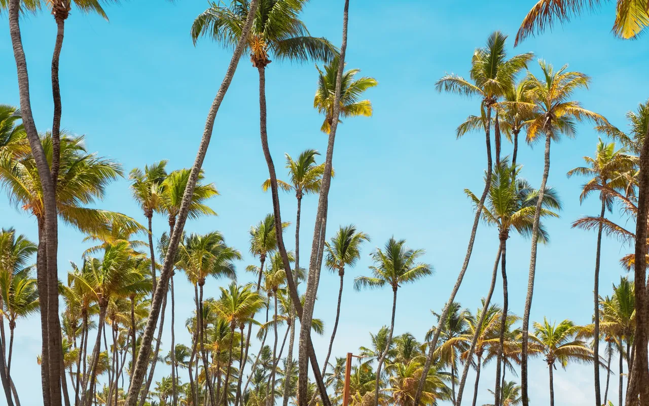 Ce que vous croyez savoir sur le camping 5 étoiles Guadeloupe est souvent faux